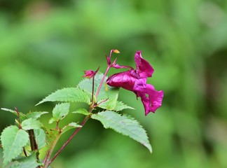 Drüsige Springkraut (Impatiens glandulifera)