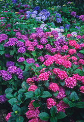 Colourful display of Hydrangeas in a range of colours in a flower border