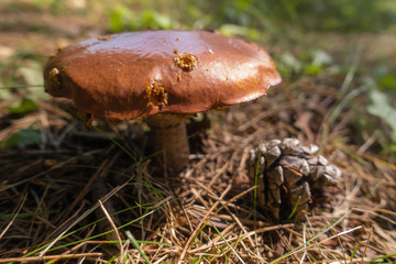 森に生えるキノコ