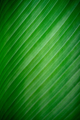 Fototapeta premium Banana green leaf texture close up. Tropical palm leaf with beautiful striped pattern for background