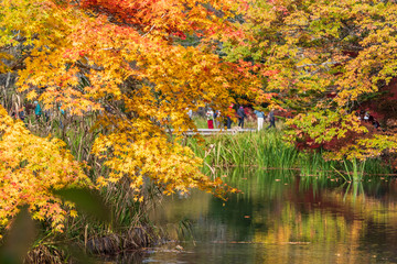 軽井沢／雲場池／紅葉
