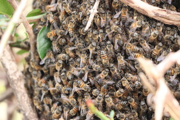 Closeup on bees on a bush.