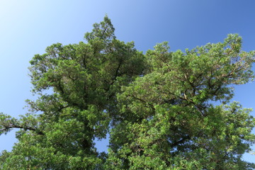 Fototapeta premium 槇の木と秋空