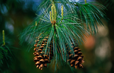 Naklejka na ściany i meble Close up of Pinus Ayacahuite with cones
