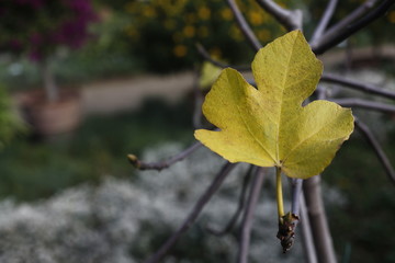 Feigenbaum, ficus carica - moraceae