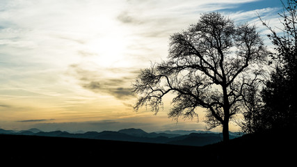 tree at sunset