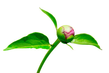 Closed bud of peony isolated on white background. © KONSTANTIN