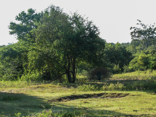 Green natural habitat at Castlereigh reservoir, surrounded by tea plantations in Sri Lanka