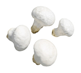 White mushroom on white isolated background