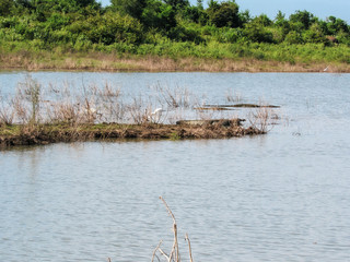Green natural habitat at Castlereigh reservoir, surrounded by tea plantations in Sri Lanka