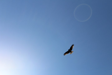 bird in flight
