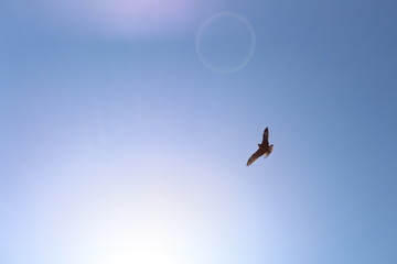 bird in flight