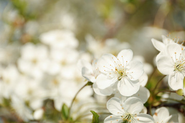 Blossoming cherry tree, closeup