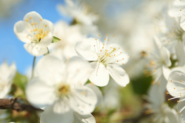 Fototapeta na wymiar Blossoming cherry tree, closeup