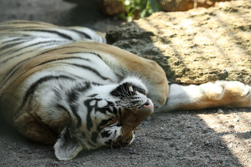 Naklejka premium Amur tiger sleeping at enclosure in zoo