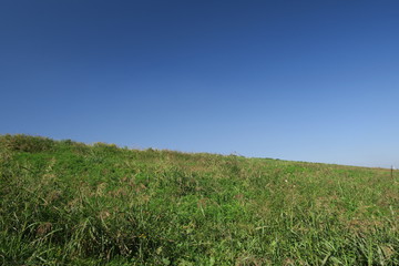 Fototapeta premium セイバンモロコシ茂る秋の江戸川土手風景