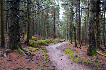 Waldwege im Schwarzwald an der Hornisgrinde