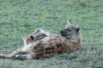Spotted hyena (crocuta crocuta) nursing her cub in the african savannah.