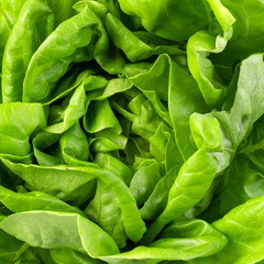 Fototapeta na wymiar green butter lettuce