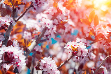 Cherry blossom in full bloom with sun lights. Spring background. Soft focus