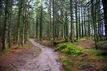 Waldwege im Schwarzwald an der Hornisgrinde
