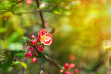 Obraz premium Close-up Chaenomeles (flowering quince, Japanese quince) blossom branch with sun lights. Spring background. Soft focus