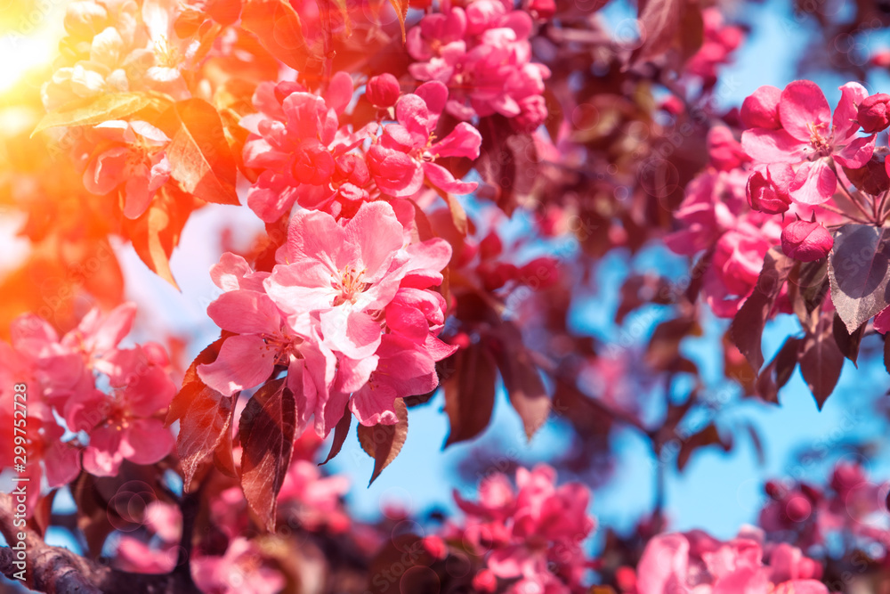 Wall mural Close-up apple tree blossom branch with sun lights. Spring background. Soft focus