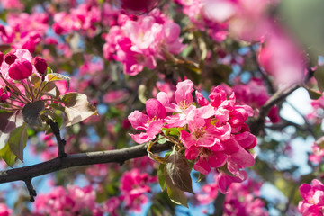Close-up apple tree blossom branch. Spring background. Soft focus