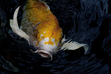 Koi emerging from the deep