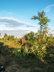 Fototapeta premium Elephants at the jungle of Pinnawala Elephant Orphanage National park in Sri Lanka.