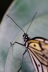 Obraz na płótnie Canvas Butterfly Portrait