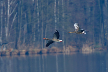Graugänse in der Oberlausitz