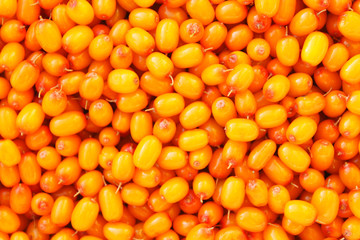 Fresh ripe sea buckthorn berries. Top view. Close-up. Background. Texture.