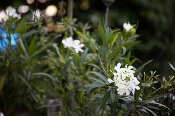 Bodendecker weiss Garten ground cover white