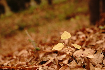 落ち葉