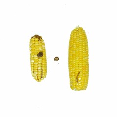 Corn Earworm and Fall armyworm, damage by biotic stress.