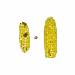 Corn Earworm and Fall armyworm, damage by biotic stress.