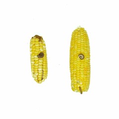 Corn Earworm and Fall armyworm, damage by biotic stress.