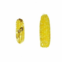 Corn Earworm and Fall armyworm, damage by biotic stress.