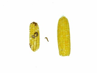Corn Earworm and Fall armyworm, damage by biotic stress.