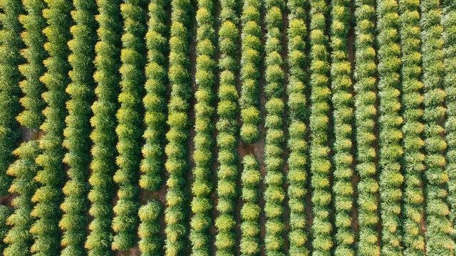 Aerial view of drone of a planted eucalyptus forest in Brazil