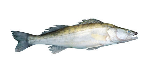 Large fresh pike perch isolated on a white background