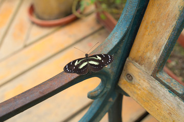 butterfly schmetterling bank bench black schwarz gruen green