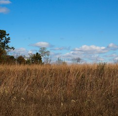 The tall grass field with the white cloudscape.