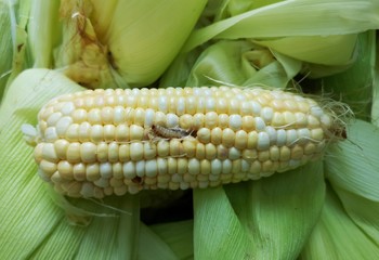 Sweet Corn Earworm damaged​ by biotic stress.