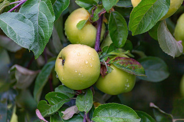 Ripe green yellow apples on the branch growing