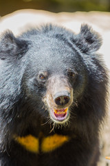 Asian black bear