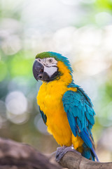 Blue and Gold Macaw