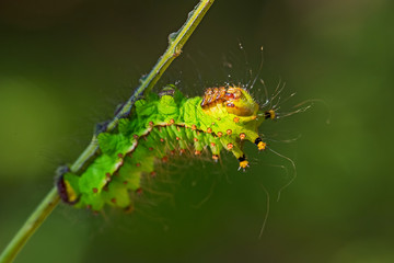Chinese moon moth - Actias ningpoana, beatiful yellow green moth from Asian forests, China.