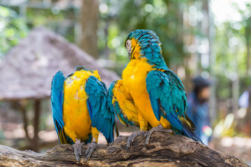 Blue Parrot portrait with yellow neck in the park